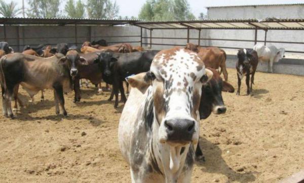 بررسی تکنیکال قیمت گوشت گاو زنده