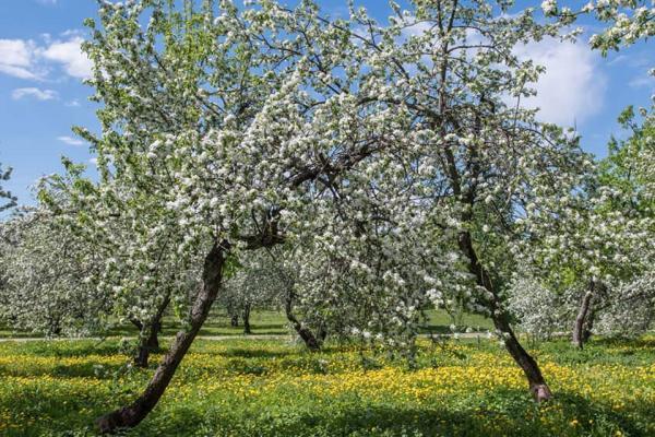 تور ارزان روسیه: تور مجازی شکوفه های سیب در مجموعه کولومنسکه مسکو