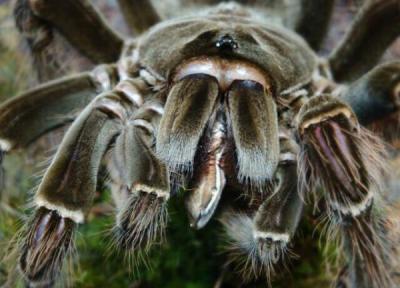 عکس ، این عنکبوت غول پیکر، بزرگترین از گونه خود است!