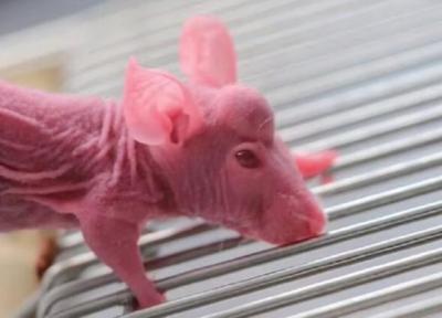 عکس ، برنامه عجیب و غریب دانشمندان چینی برای رشد شاخ روی سر موش !