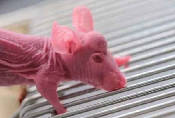 عکس ، برنامه عجیب و غریب دانشمندان چینی برای رشد شاخ روی سر موش !